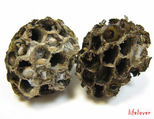 小時候的滋味—-蜂蛹 小時候的滋味—-蜂蛹